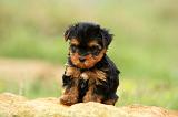 YORKSHIRE TERRIER 587